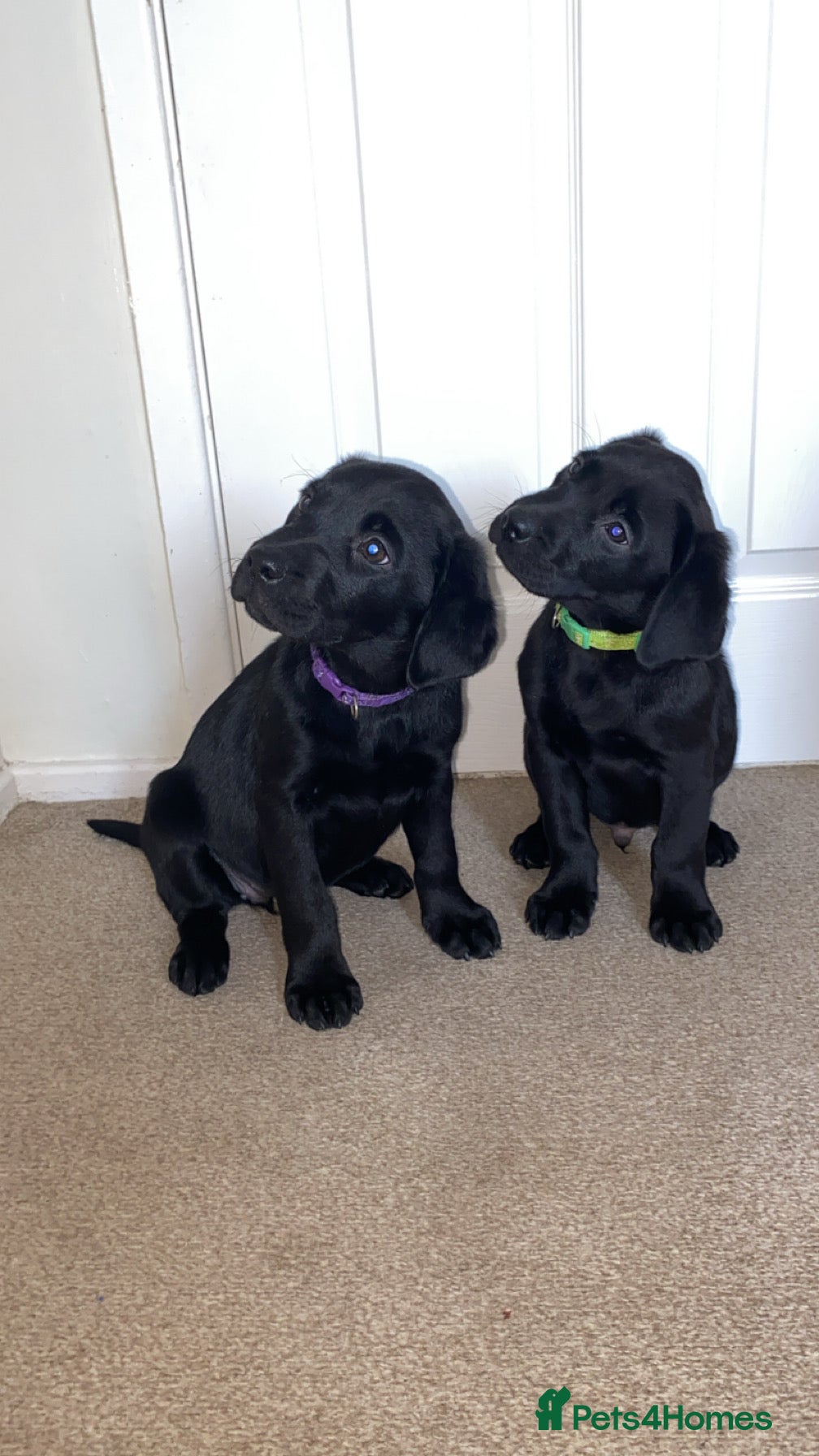 Labrador Retriever dogs READY NOW. 1 boy 1 girl left KC Labrador pups  - Advert 5
