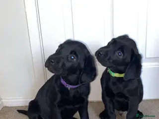 Labrador Retriever dogs READY NOW. 1 boy 1 girl left KC Labrador pups - Advert 5