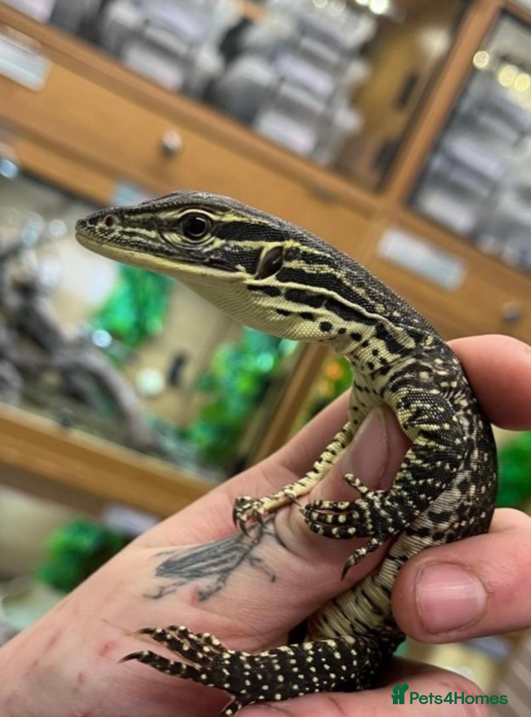 Monitor reptiles for sale: Baby Argus monitor  - Image 6