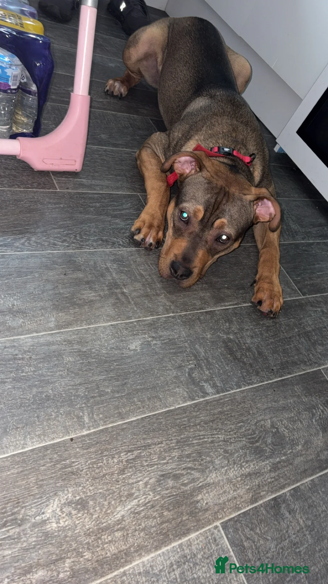 Mixed Breed dogs for sale: King  in Glasgow - Advert 2