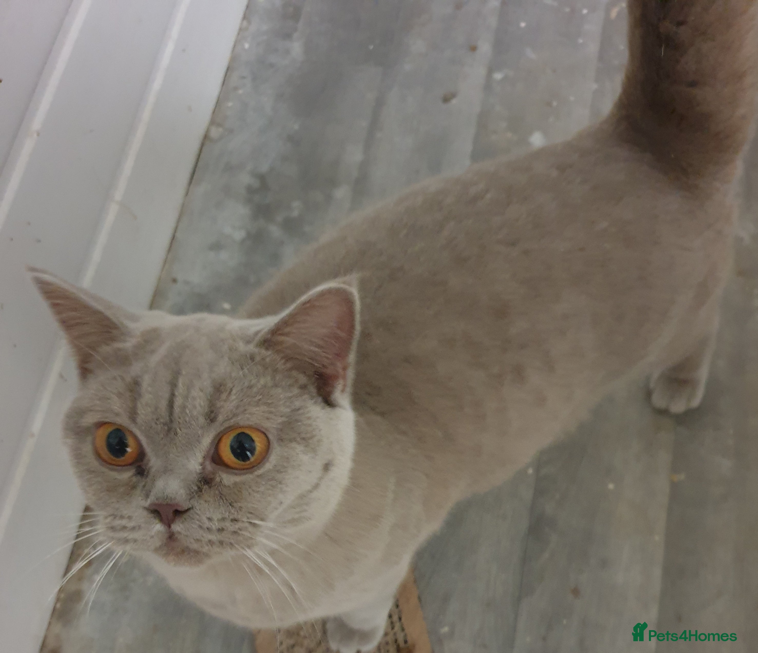 British Shorthair cats British Lilac shorthair for sale - Advert 9