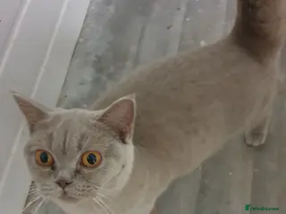British Shorthair cats British Lilac shorthair for sale - Advert 9