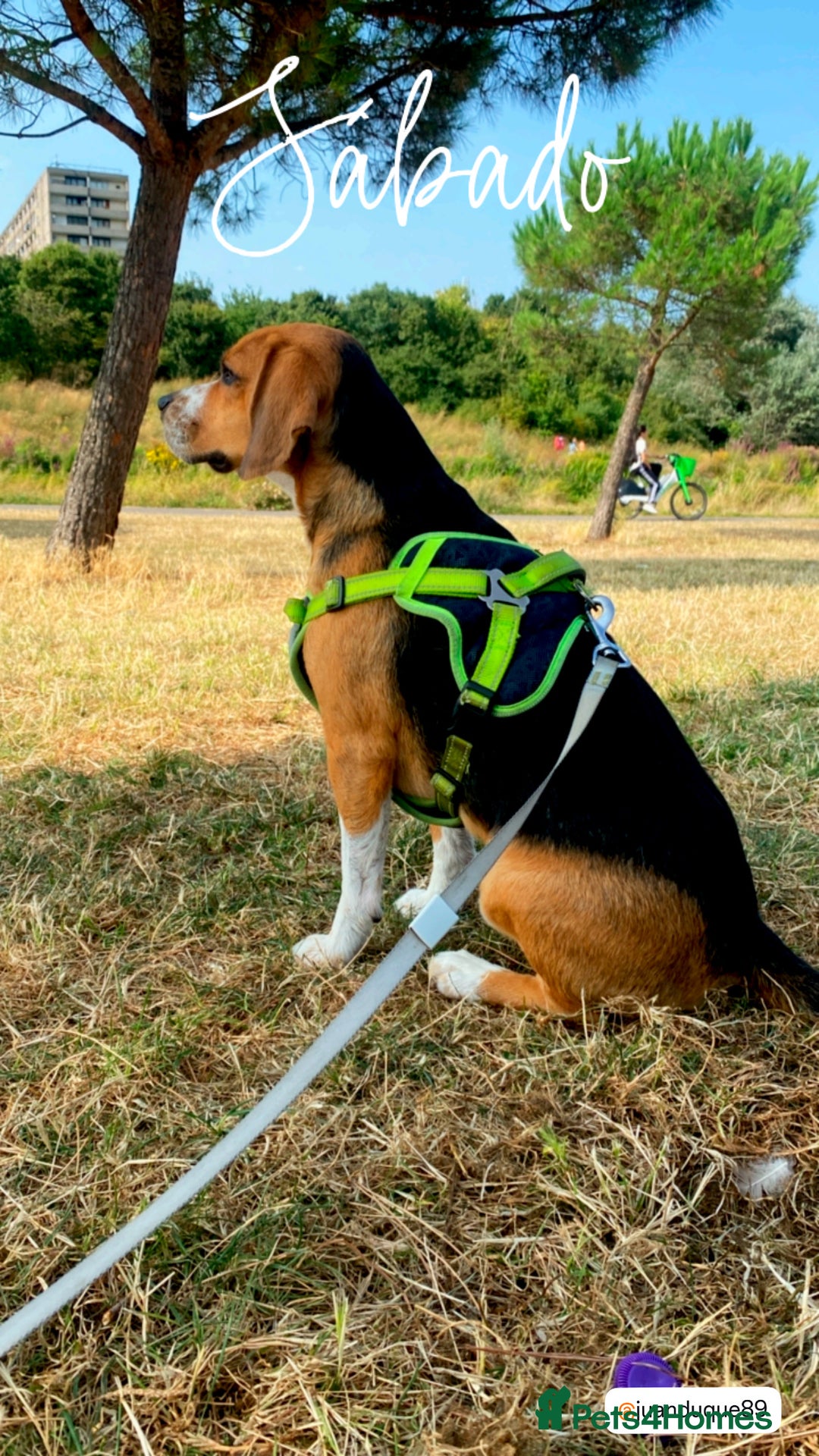 Beagle dogs for stud: Thor  in London - Image 5