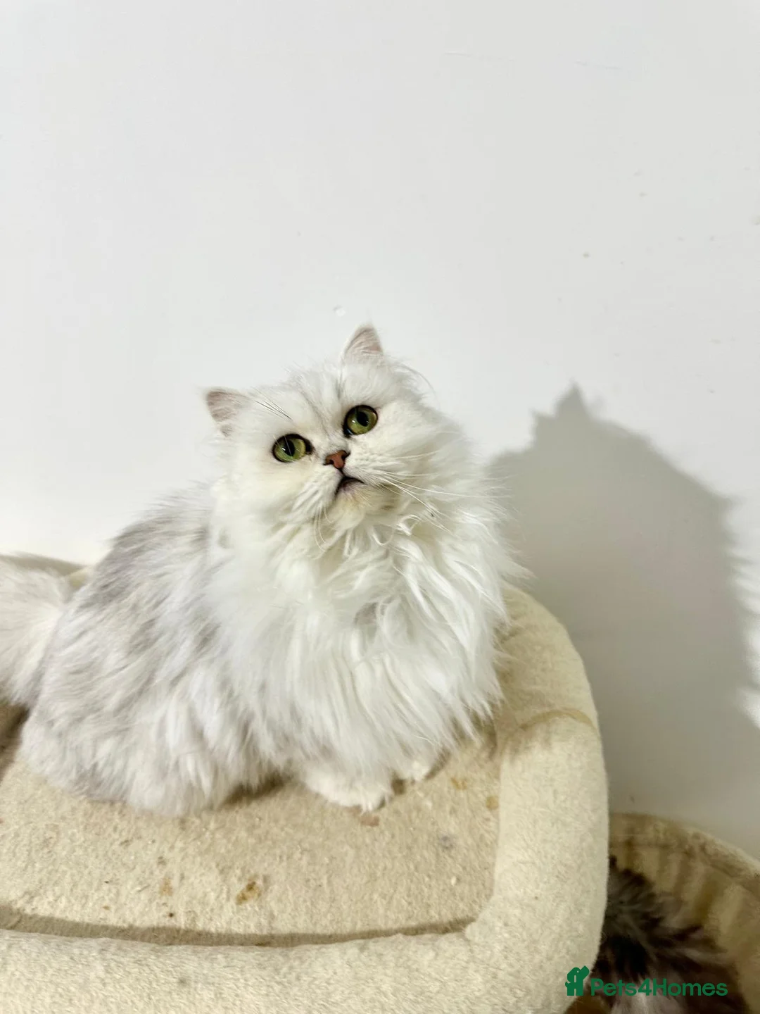 Persian cats for sale: One Persian boy available! - Advert 2