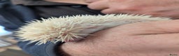 Pygmy Hedgehog rodents for sale: Reverse Pinto Male African Pygmy Hedgehog - Advert 6