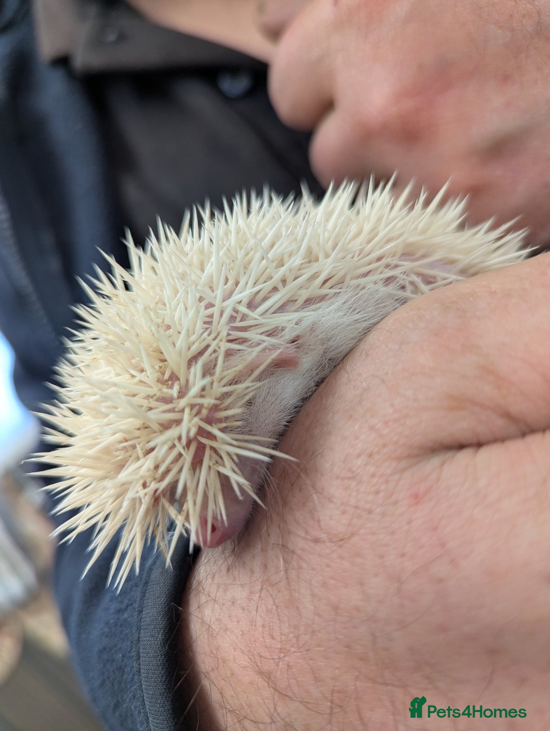 Pygmy Hedgehog rodents for sale: Reverse Pinto Male African Pygmy Hedgehog - Advert 6