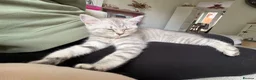 British Shorthair cats for sale: 🏆GCCF Rare Lilac Tabby  - Advert 9