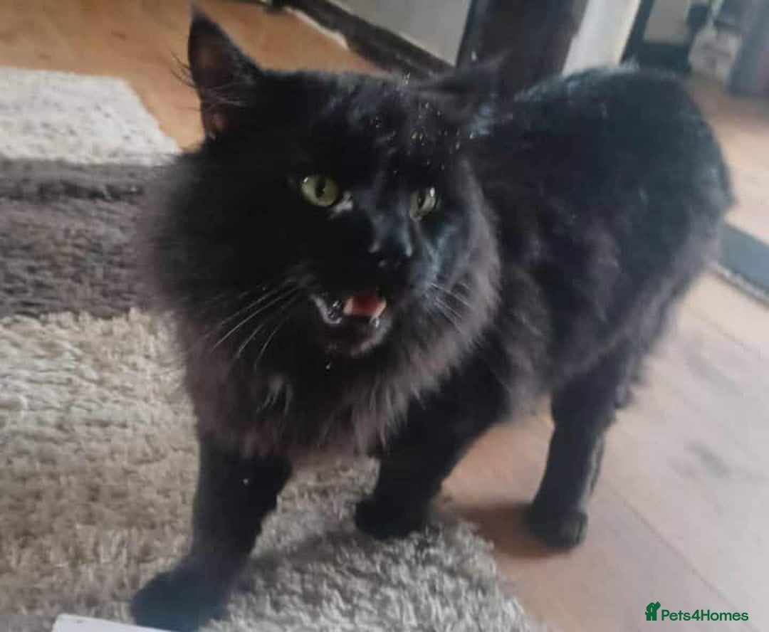 Maine Coon cats for sale: Maincoon baby's  - Image 2