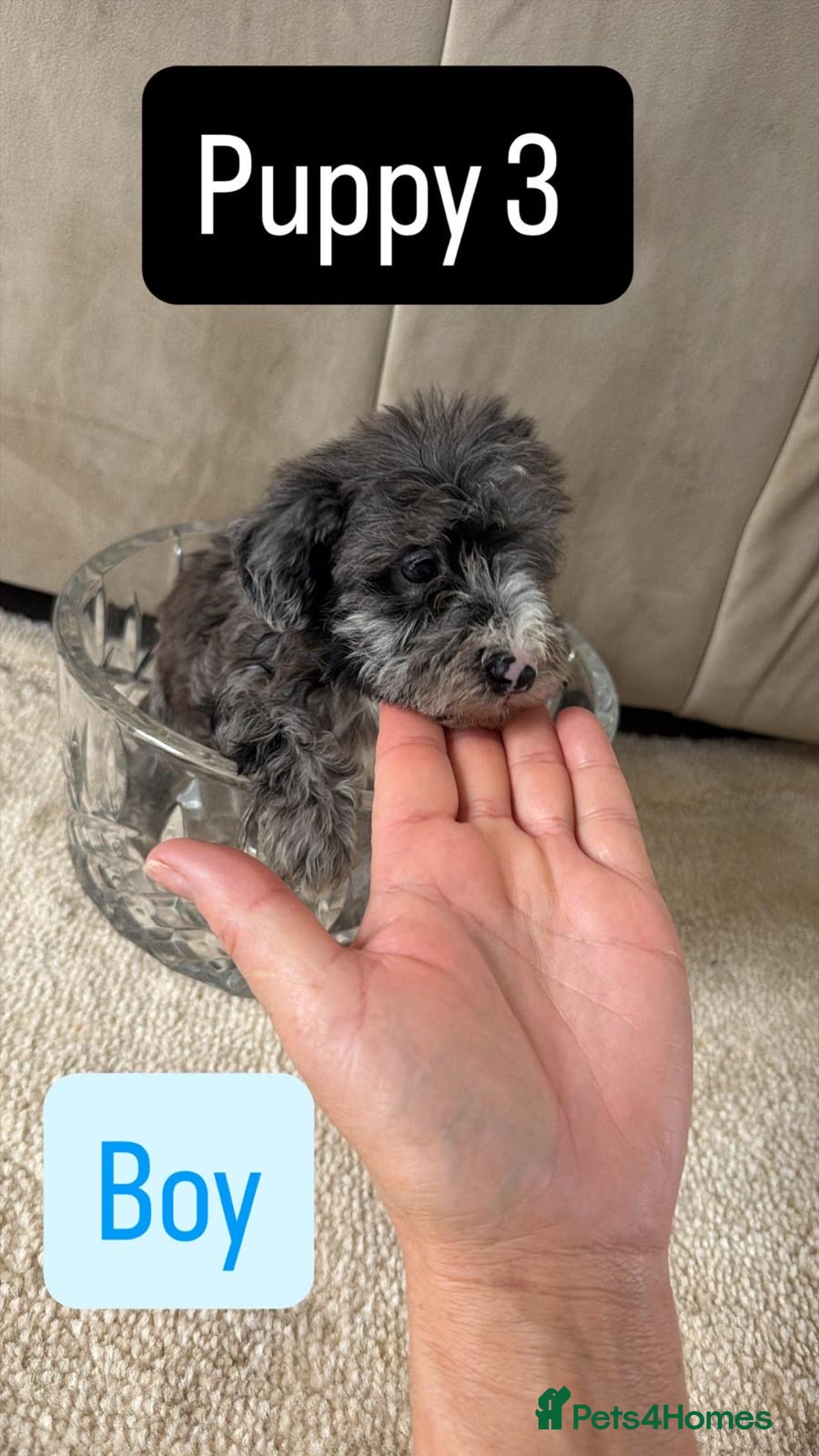 Mixed Breed dogs for sale: Schnoodle puppies for sale  - Advert 22