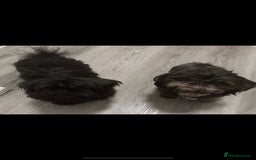 Shih Tzu dogs for stud: Lilac imperial shih tzu for stud in Clydebank - Image 13