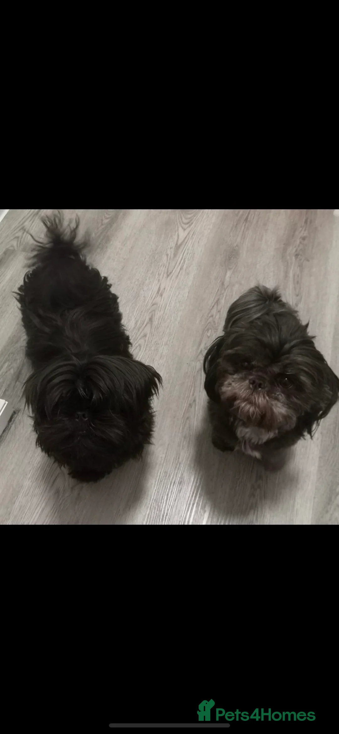 Shih Tzu dogs for stud: Lilac imperial shih tzu for stud in Clydebank - Advert 13