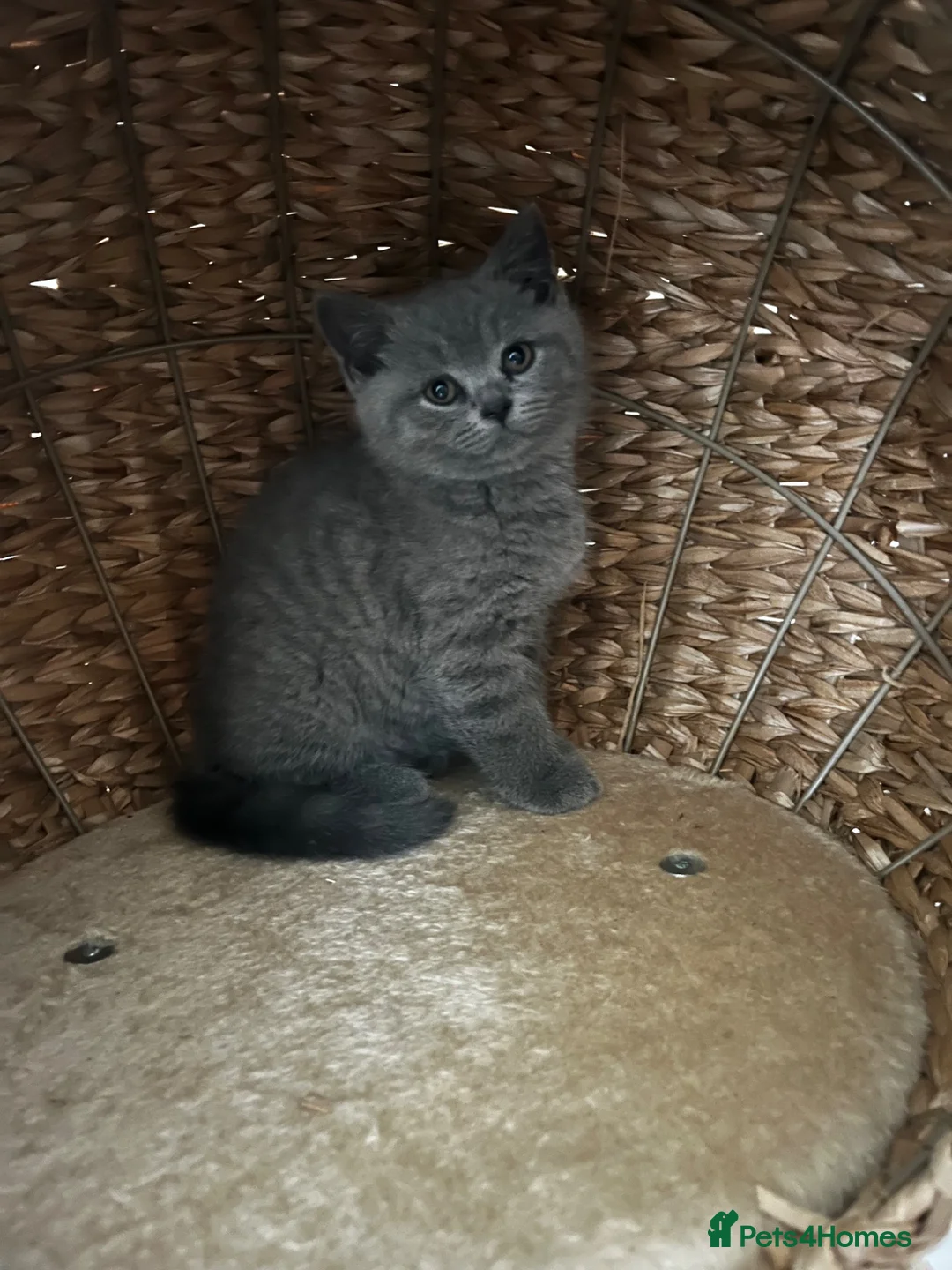 British Shorthair cats for sale: British shorthair girl for sale  in Chichester - Advert 2