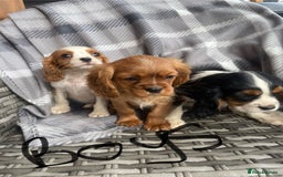 Cavalier King Charles Spaniel dogs for sale: Cavalier King Charles pups - Image 12