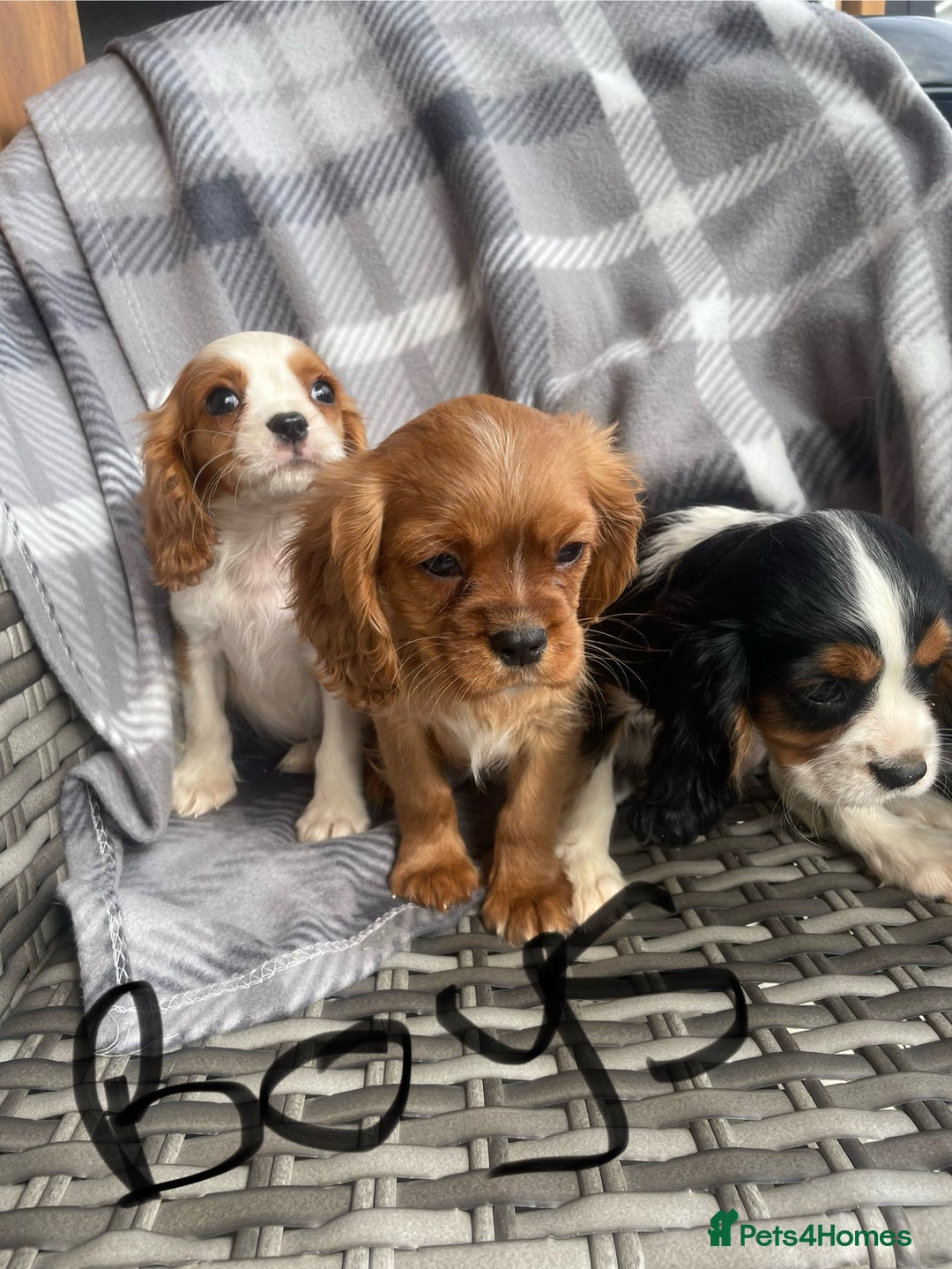 Cavalier King Charles Spaniel dogs for sale: Cavalier King Charles pups - Image 12