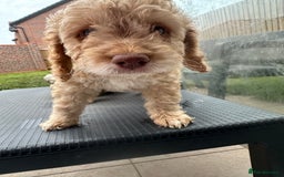 Cockapoo dogs for sale: - 3 Cockapoo Puppies - ! collect today ! Chester - - Image 19