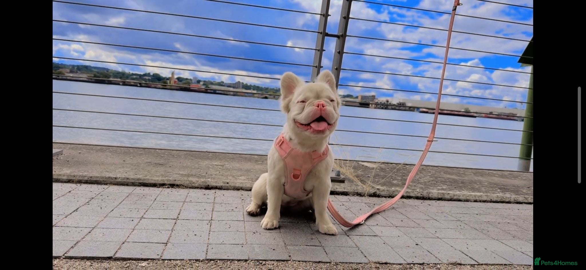 French Bulldog dogs Fluffy French bulldog KC registered - Advert 1