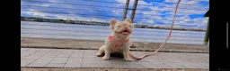 French Bulldog dogs for sale: Fluffy French bulldog KC registered - Advert 1