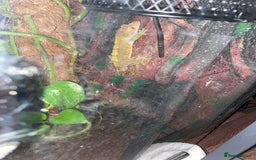 Gecko reptiles for sale: Crested gecko  - Image 4