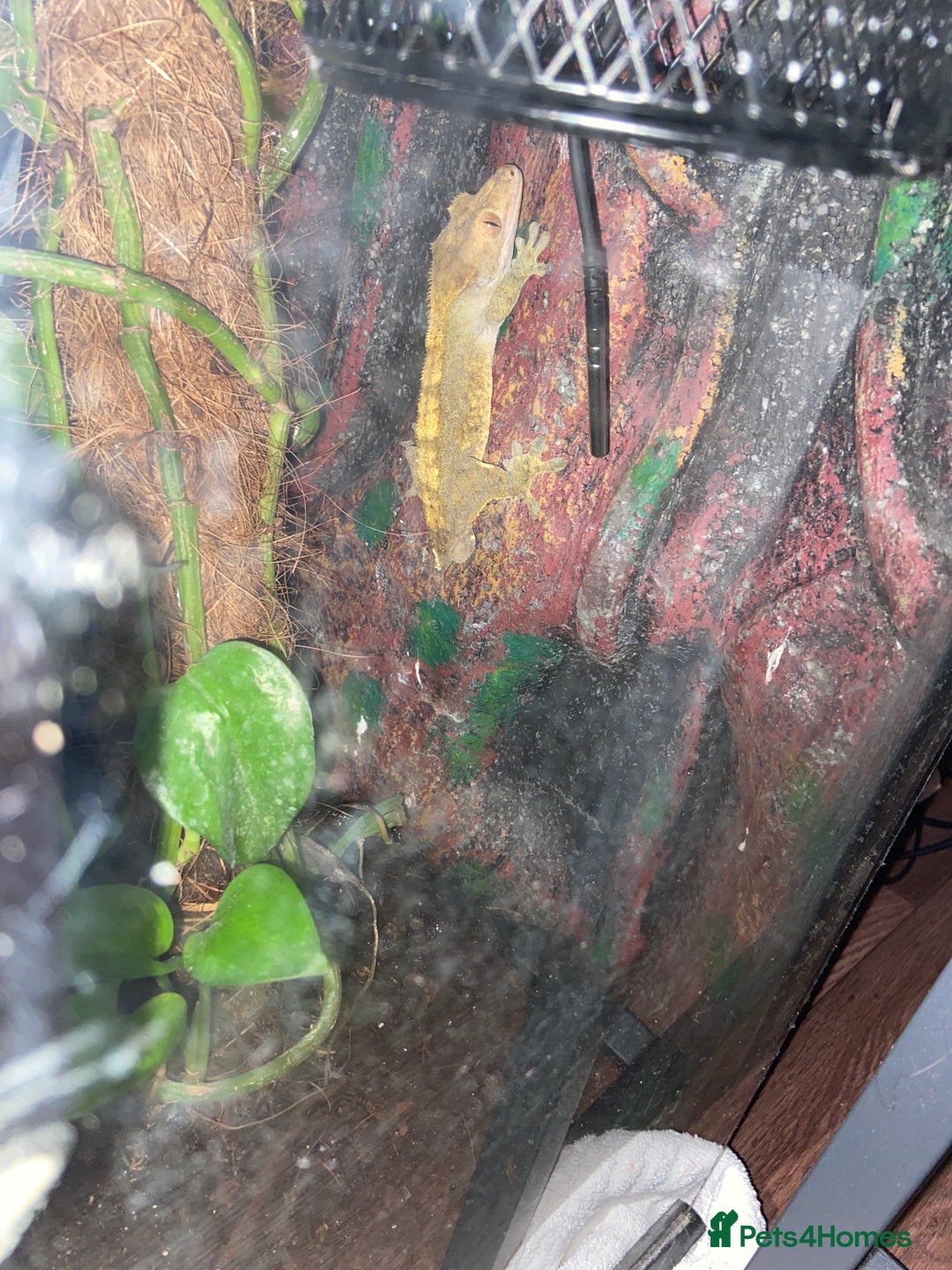 Gecko reptiles for sale: Crested gecko  - Image 4