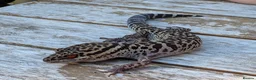 Gecko reptiles for sale: Bawangling Pair of Cave Geckos in Cheltenham - Advert 3
