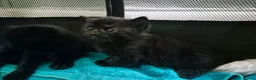 Mixed Breed cats for sale: 5 gorgeous black and white kittens  - Advert 16