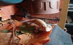 Leopard Gecko reptiles for sale: Baby's leopard geckos  in Rochester - Image 18