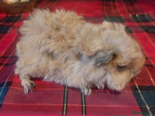 Guinea Pig rodents Lunkarya texal guineapigs - Advert 1