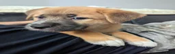 Mixed Breed dogs for sale: Stunning WolfAkita Pups – 1 Boy/1 Girl Ready now!  in Southampton - Advert 9