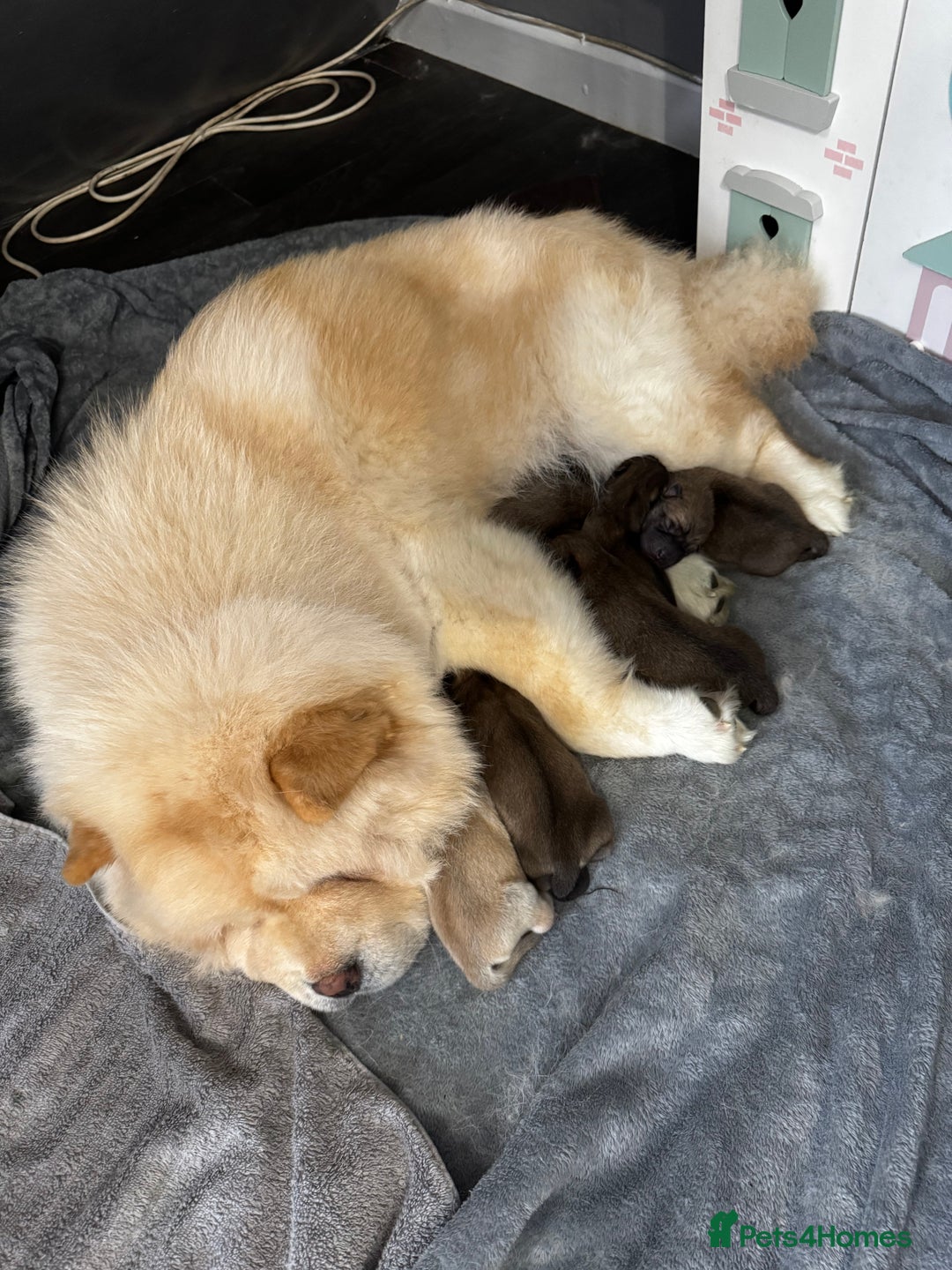 Mixed Breed dogs for sale: Chowski puppies for sale  - Advert 9