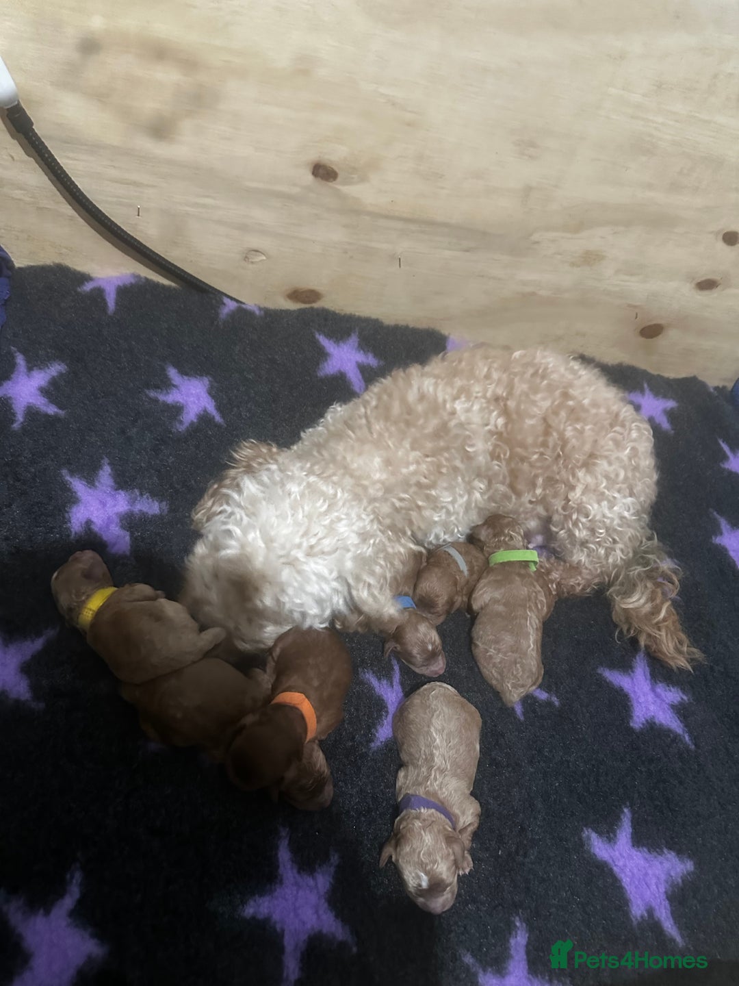 Cockapoo dogs for sale: FOX RED TOY COCKAPOO PUPPIES  - Advert 2