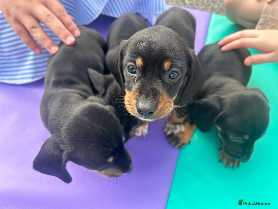 Dachshund dogs for sale: 4 beautiful puppies ready for new forever home!!!! - Image 5
