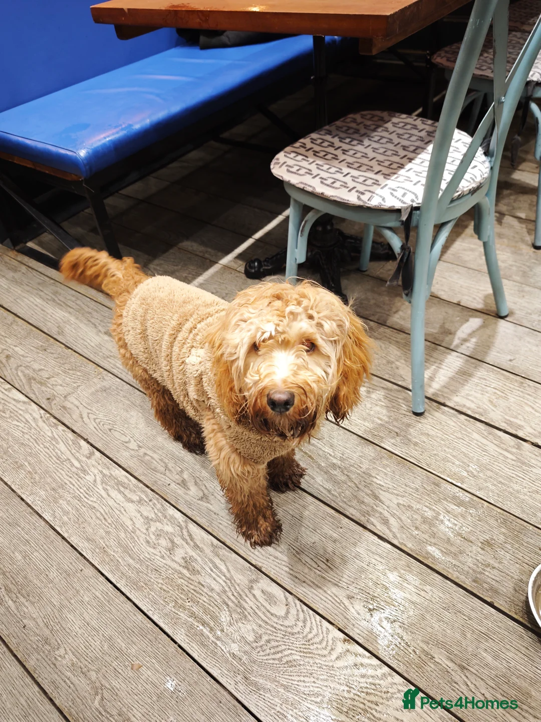 Cockapoo dogs for sale: Beautiful Male 9 Month Old Cockapoo Puppy F1  - Advert 2