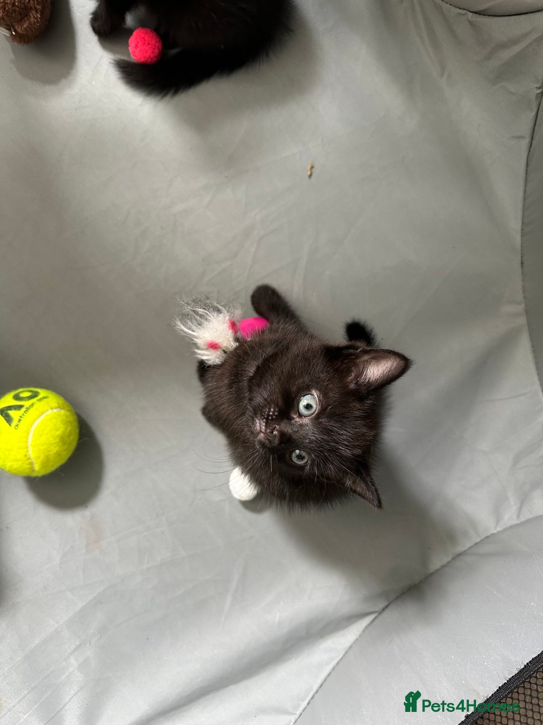 Domestic Shorthair cats for sale: For Sale! Three black cute and lovely kittens  - Image 14
