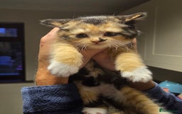 Persian cats for sale: Half persian kittens - Image 7
