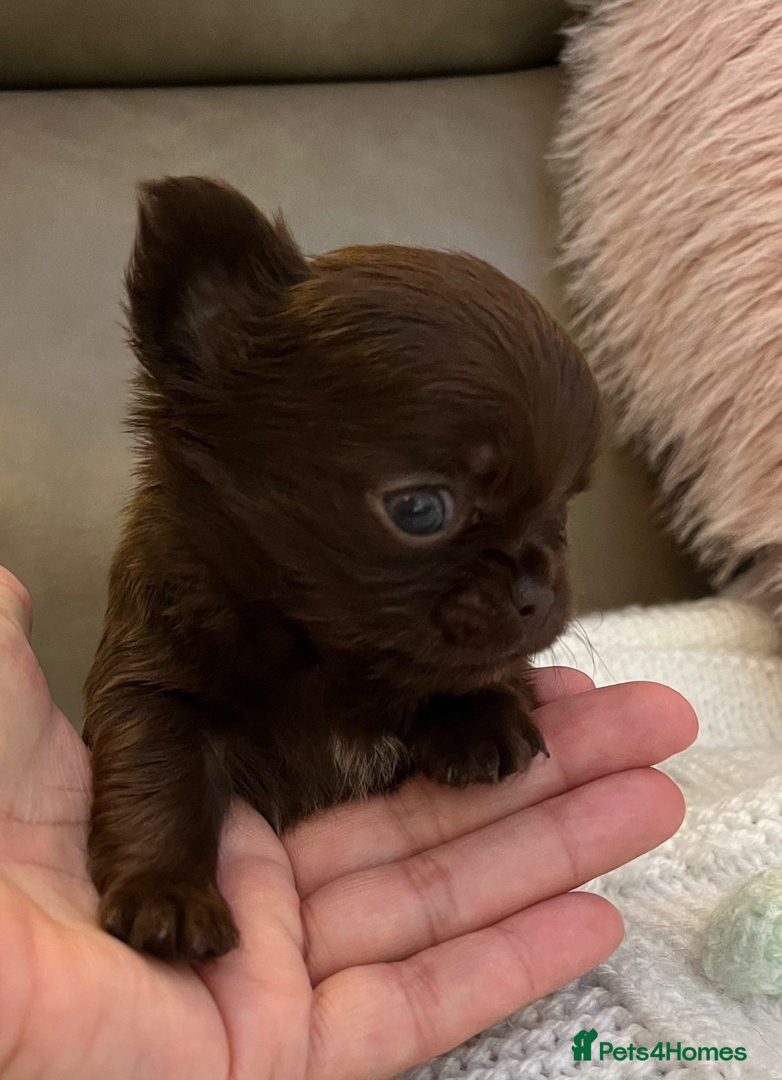 Chihuahua dogs BEAUTIFUL TINY CHOCOLATE BOYS - Advert 13