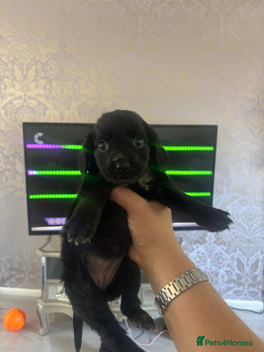 Cocker Spaniel dogs for sale: Stunning litter of working cocker spaniel puppies  - Image 5