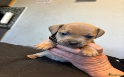 Mixed Breed dogs for sale: Dachshund cross Frenchbull dog (frenchbullwiner)p - Image 20