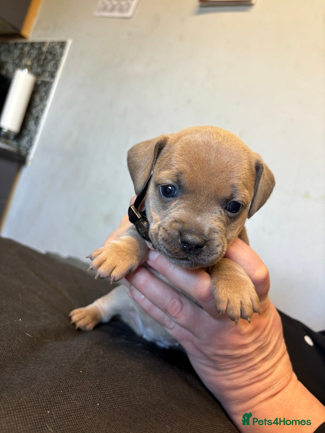Mixed Breed dogs for sale: Dachshund cross Frenchbull dog (frenchbullwiner)p - Image 20