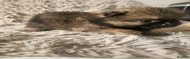 Pomeranian 5