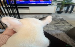 French Bulldog dogs for sale: Fluffy French Bulldogs  - Image 28