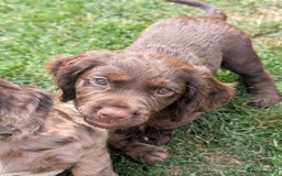 Cocker Spaniel dogs for sale: 6 beautiful cocker spaniel puppies in Wadhurst - Image 7