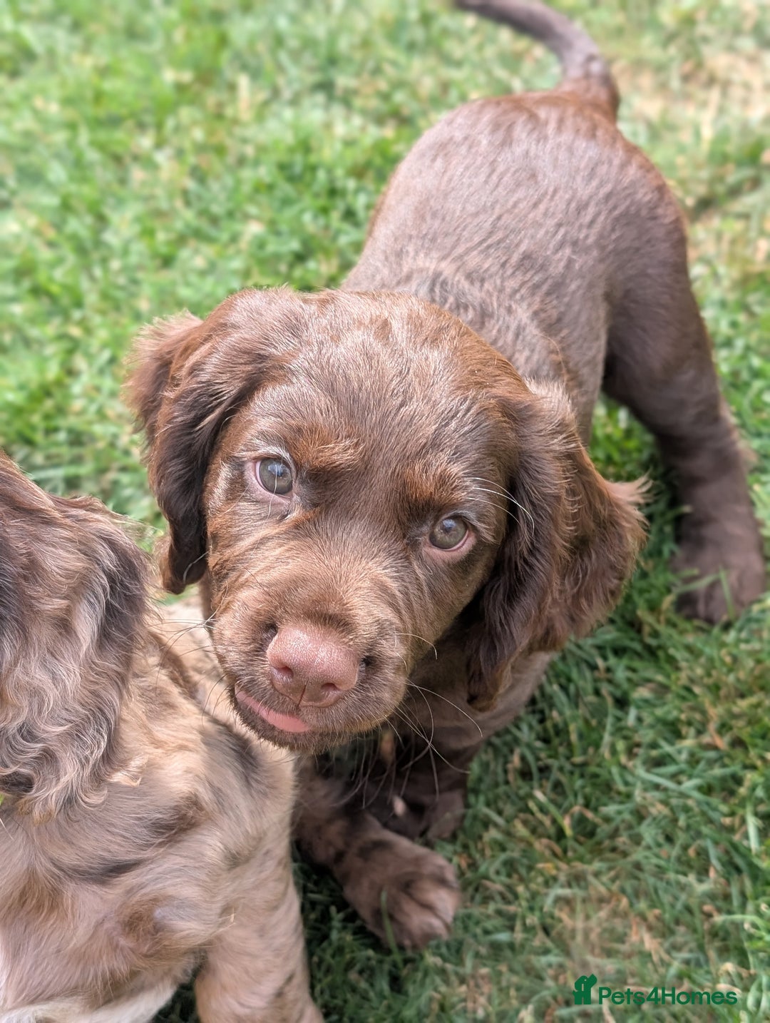 Cocker Spaniel dogs for sale: 6 beautiful cocker spaniel puppies in Wadhurst - Image 7