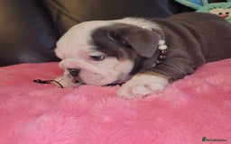 English Bulldog dogs for sale: English Bulldog puppies  - Image 22