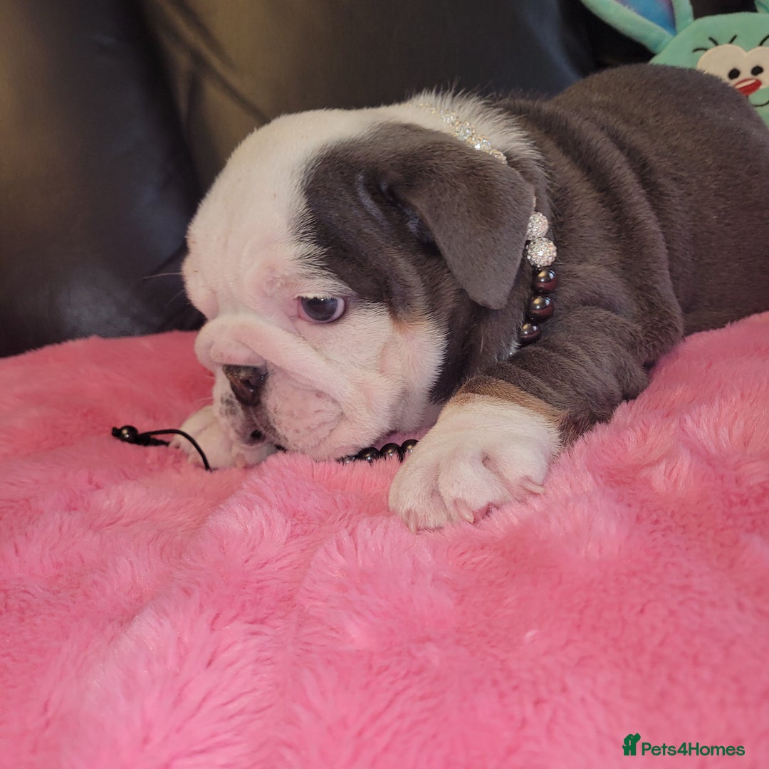 English Bulldog dogs for sale: English Bulldog puppies  - Image 22