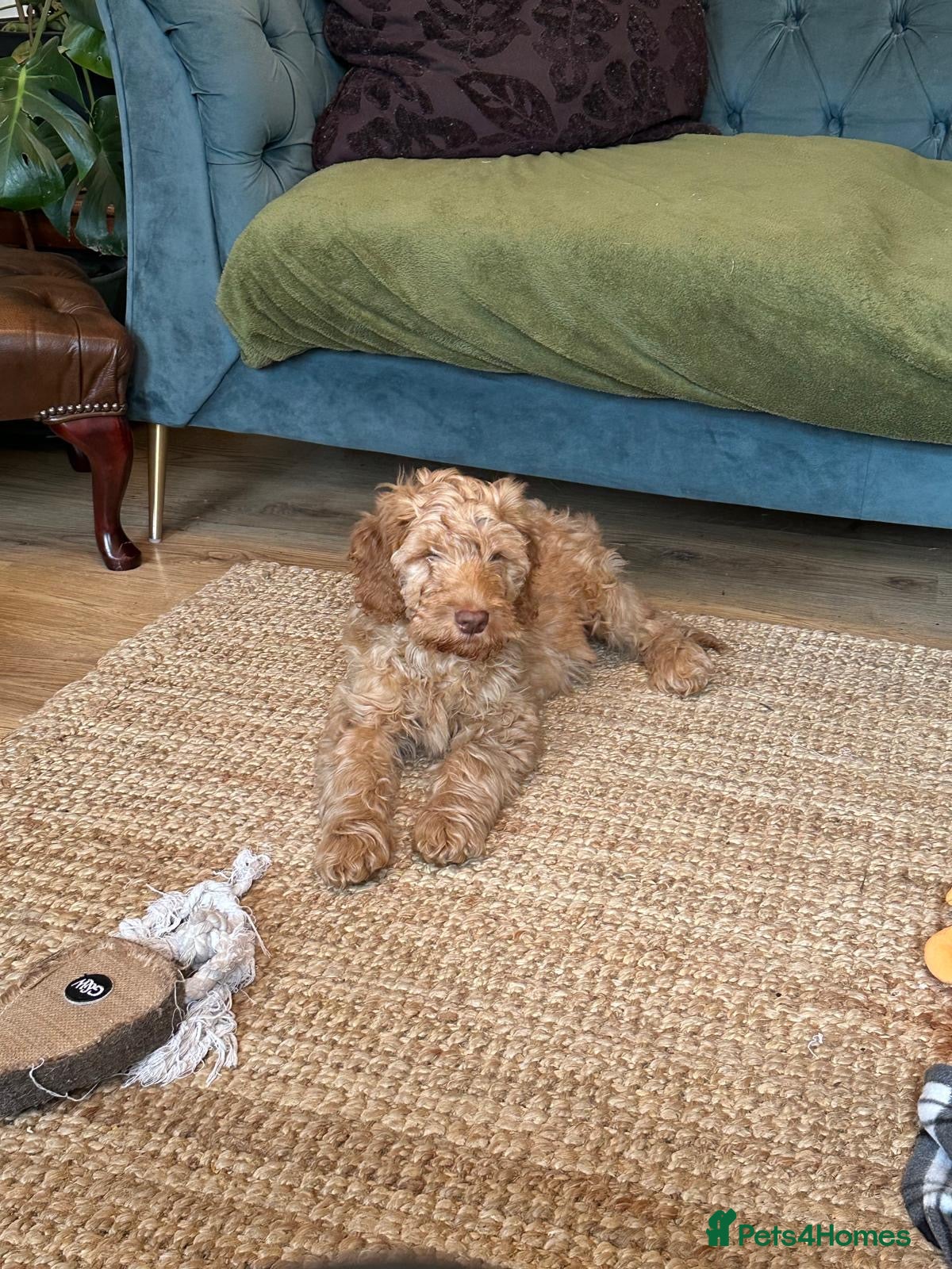 Cockapoo dogs F1 standard Cockapoo’s  - Advert 4