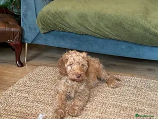 Cockapoo dogs F1 standard Cockapoo’s - Advert 1