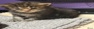 Maine Coon Kitten 3