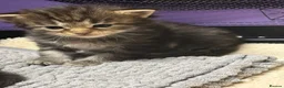 Maine Coon cats for sale: 4 Affectionate Maine Coon Kittens For Sale  - Advert 4