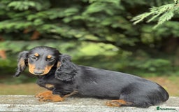 Dachshund dogs for sale: Long Coated Standard Dachshund - Crufts Potential - Image 3