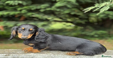 Dachshund dogs - Advert 6